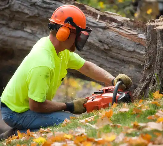 tree services Far Hills